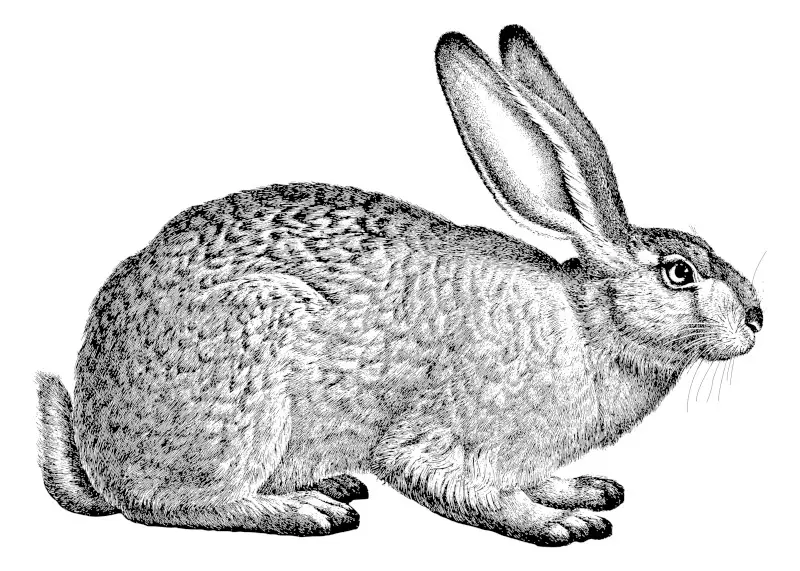 Highly Detailed Rabbit or Hare Drawing
